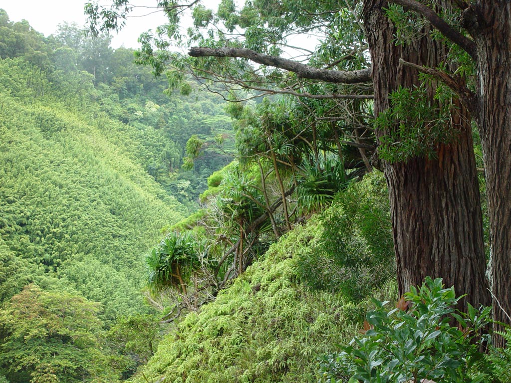 View near Hana Highway