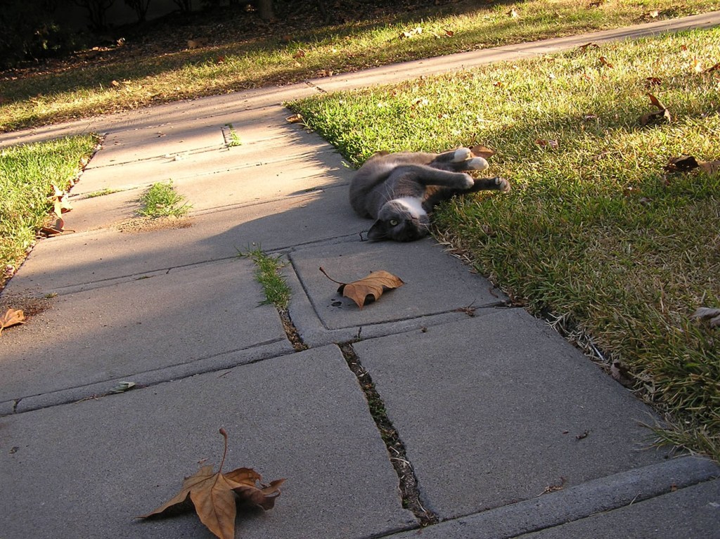 Kitty rolling
