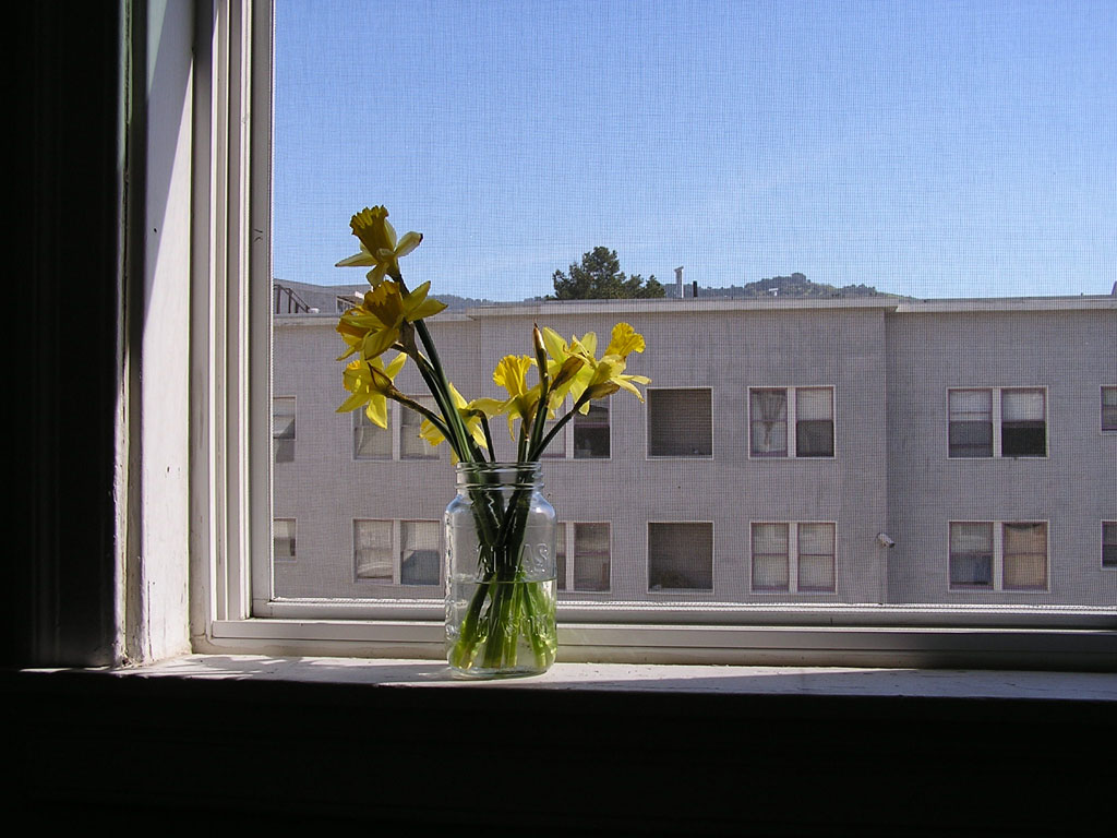 Daffodils like a painting