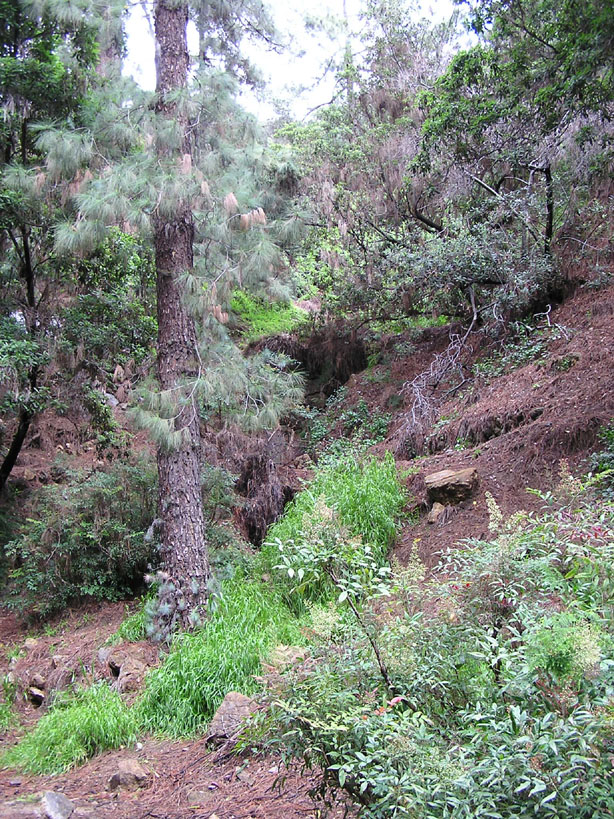 Off the trail - vertical