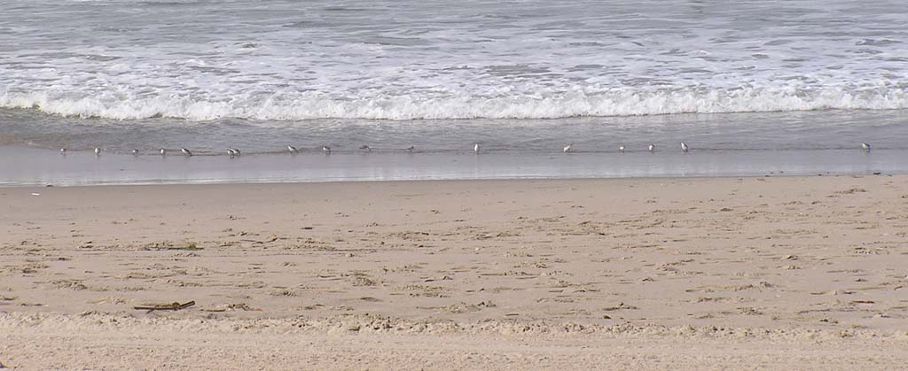 14.Birds lined up in a row eating