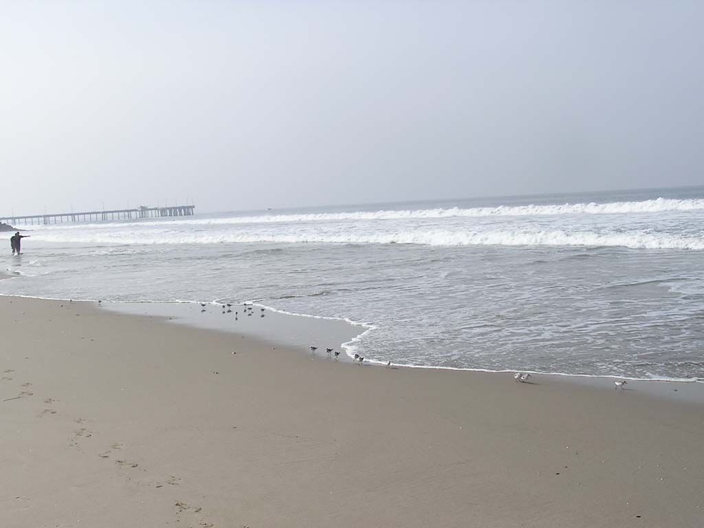 20.Birds running away