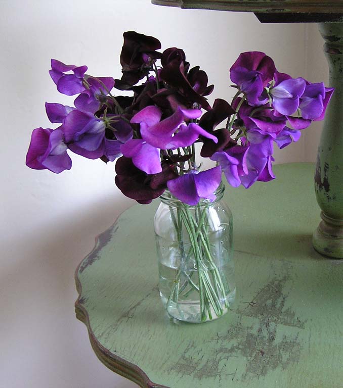 41.Close-up sweet peas
