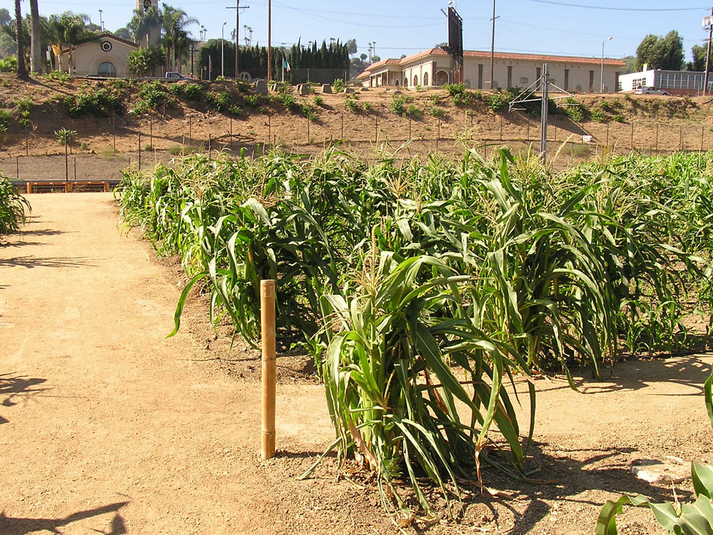 Corn drying out
