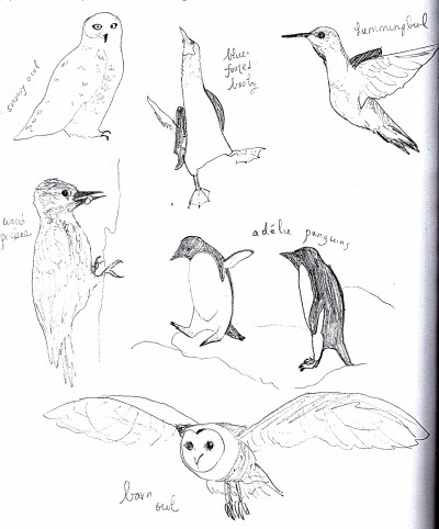 Bird studies