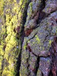 038 Tree bark