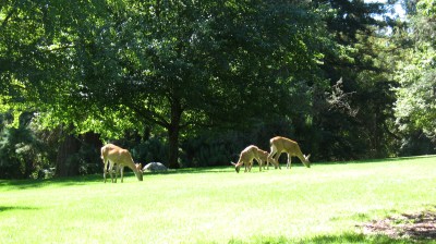 Deer in Lithia Park