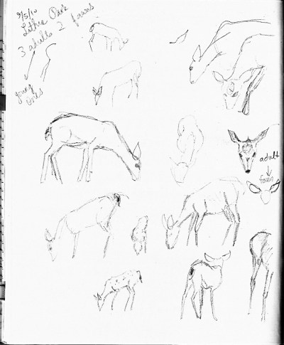 Lithia deer sketch