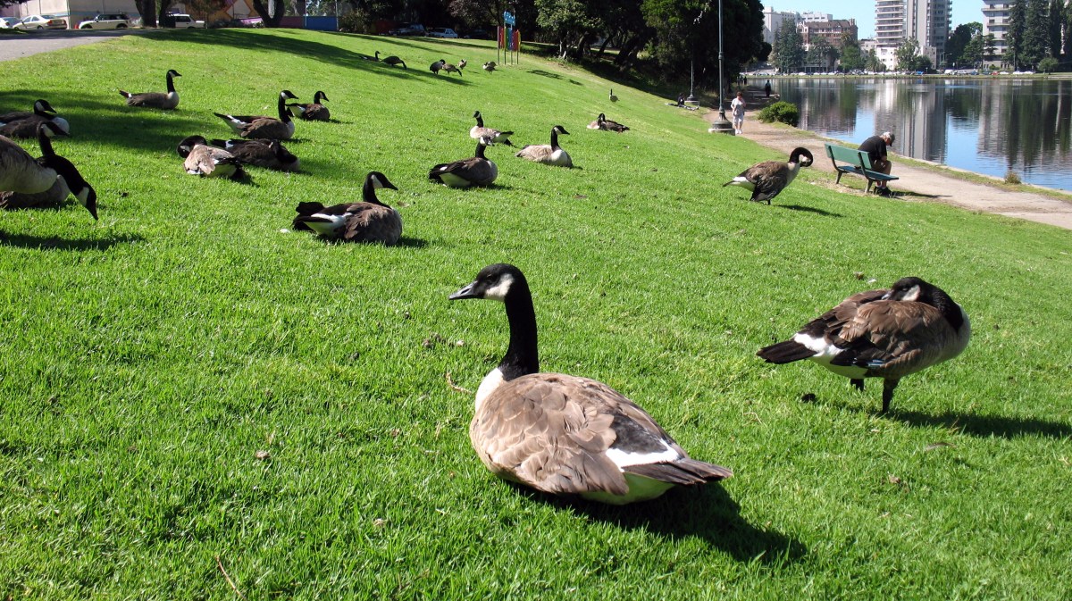 Geese sitting on a lawn