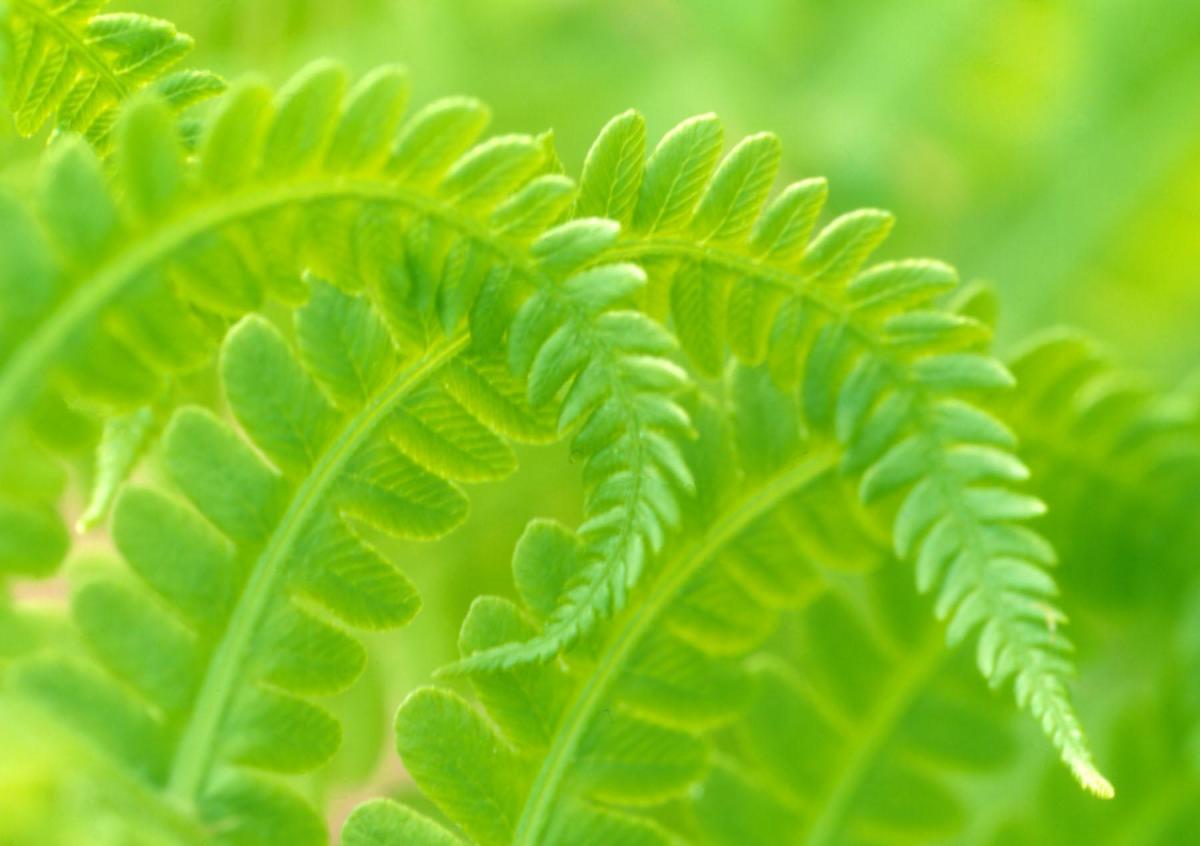 Fern Dance