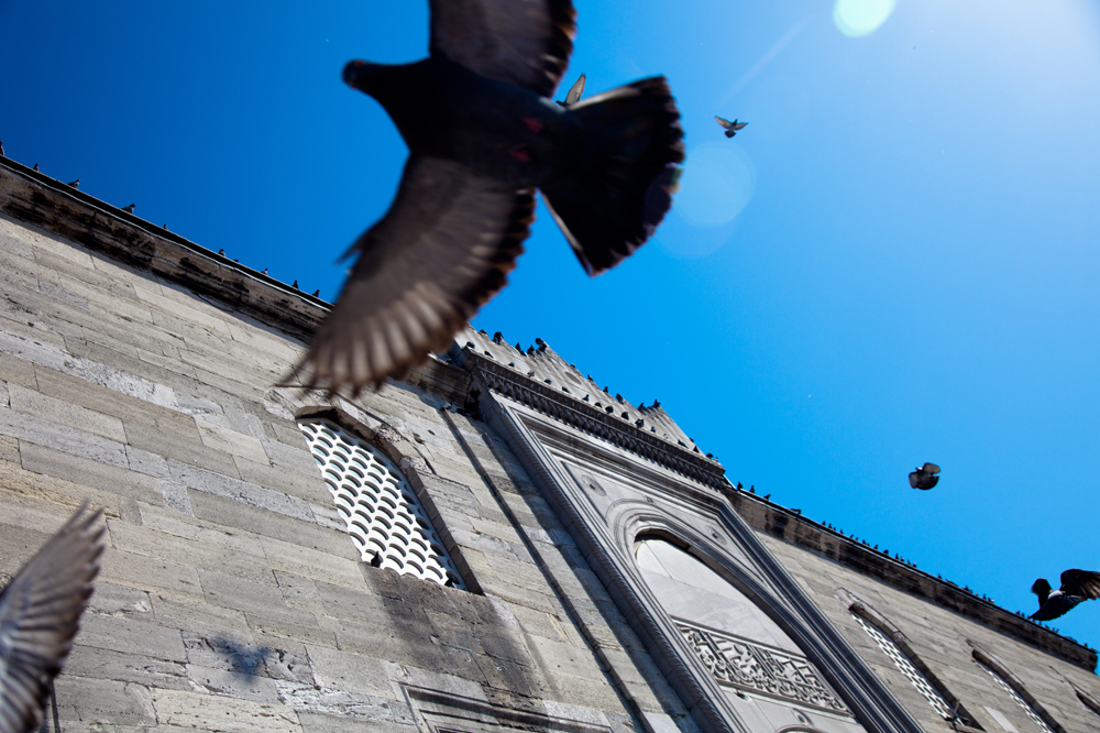 Bird flying overhead