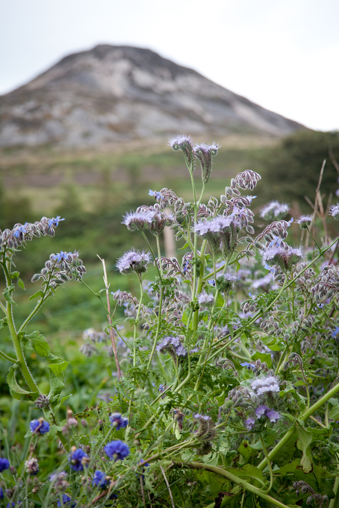 Small purple flowers with a mountain in the background