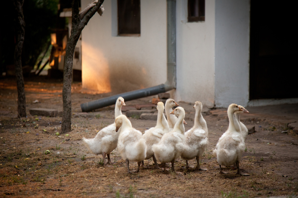 Geese in a yard