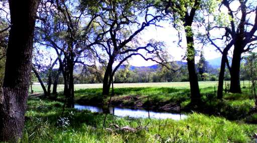 Lush green and sparkling water under shade Lush green and sparkling water under shade