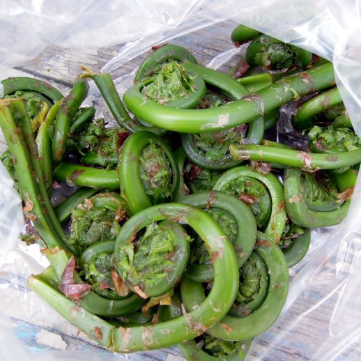 Fiddlehead ferns