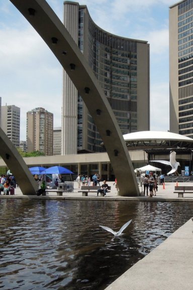 Seagulls in Nathan Phillips Square