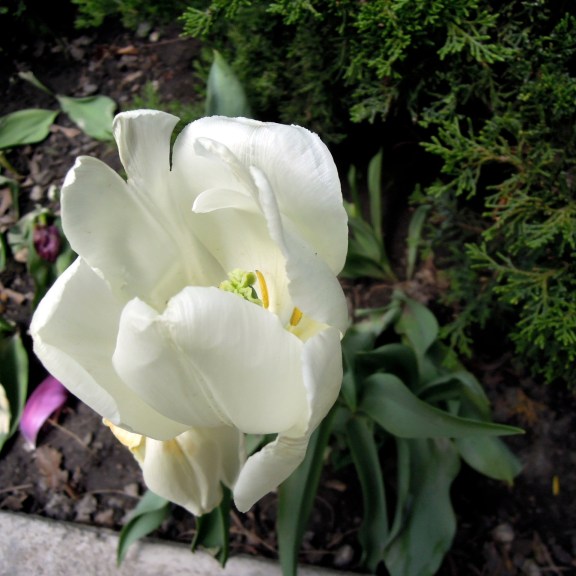 White tulip