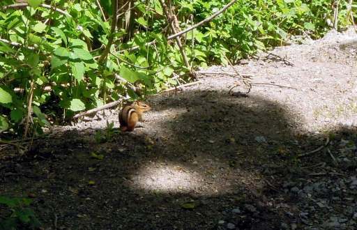 Striped chipmunk on the trail