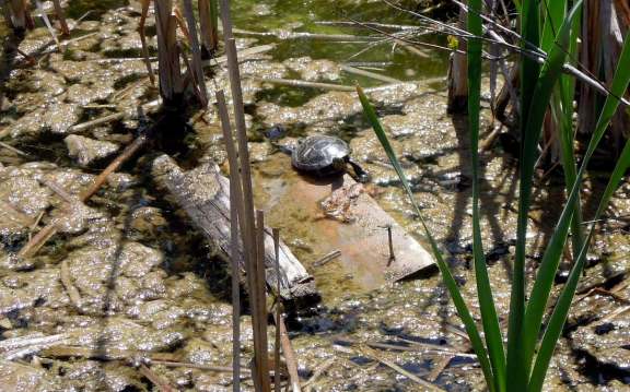 Turtle sunning itself