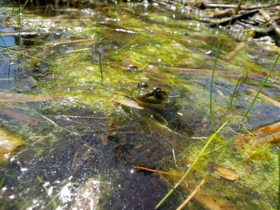 Frog peeking out of the water