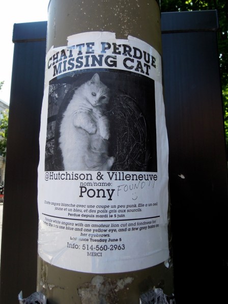 "Lost cat" flier in French and English