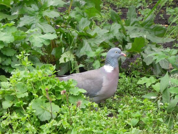 Wood pigeon
