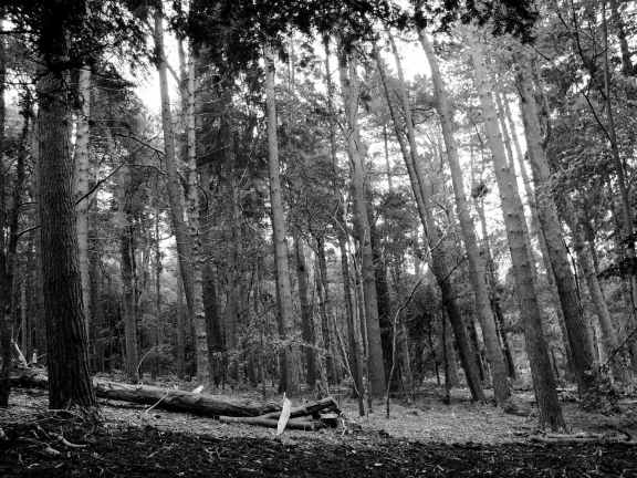 Trees in black and white