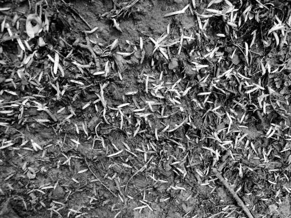 Forest floor in black and white