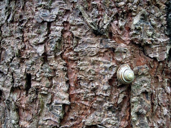 Snail on a tree