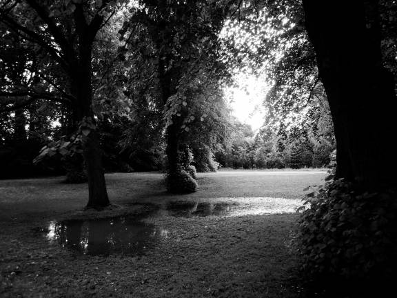 Magical grove with rainwater pooling across the grass
