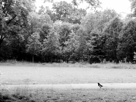 Magpie in black and white: A black and white bird in a black and white landscape