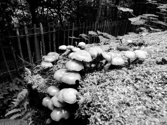 Mushrooms on a stump (b/w)