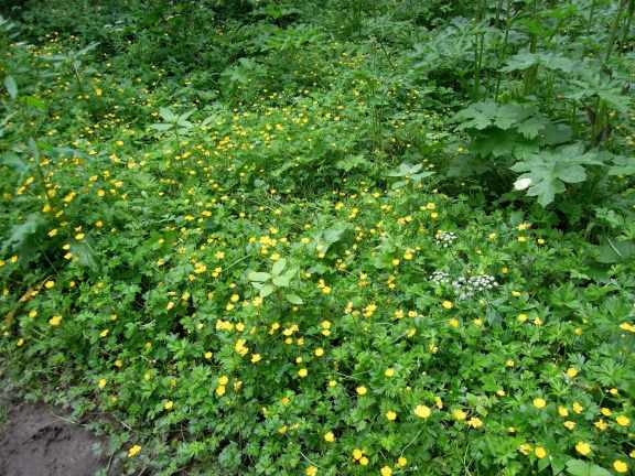 Tiny flowers everywhere