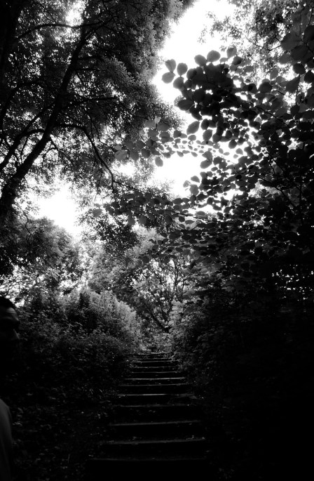 Light and shadow play in the treetops (b/w)