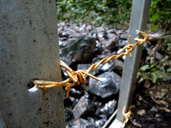 Gold barbed wire: something you probably will never see anywhere else Gold barbed wire