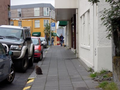 Big grey-brown cat on a sidewalk