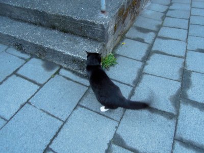 Black cat with white socks