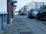 Fluffy orange and white cat on a doorstep