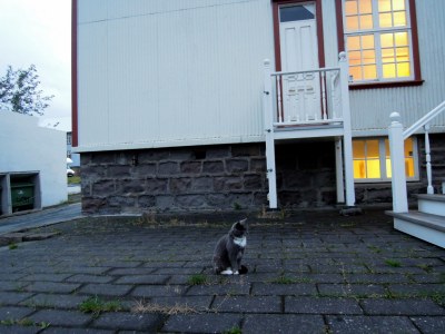 Grey and white cat at dusk