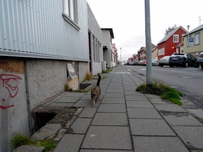 Brown tabby coming toward me