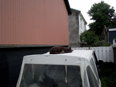 Fat greyish cat sleeping on top of a Jeep