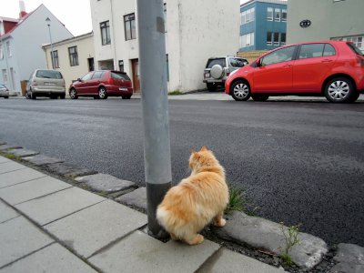 Tailless fluffy orange cat