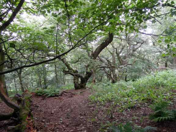 Trees by the trail
