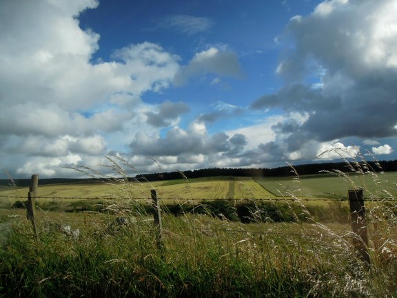 Blue sky and white clouds, fence, tall grasses blowing in the wind