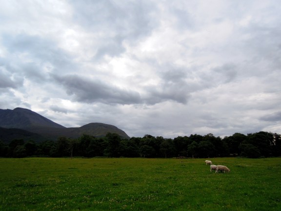 The yurts are on a working farm, and there are three sheep and three horses pastured nearby. Sheep pasture