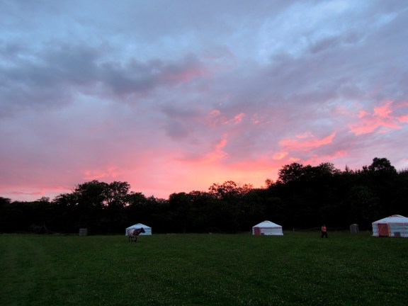 One of our fellow guests said, "There is not supposed to be a cow in the field. It's too much, to have to navigate -- that -- at night!" Cow in the yurt camp