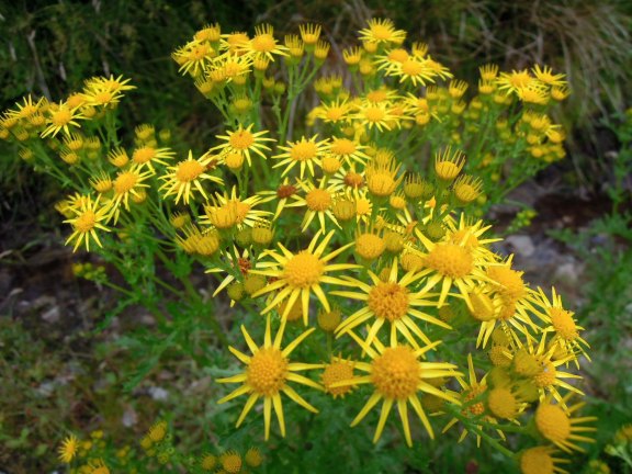Little daisylike yellow flowers
