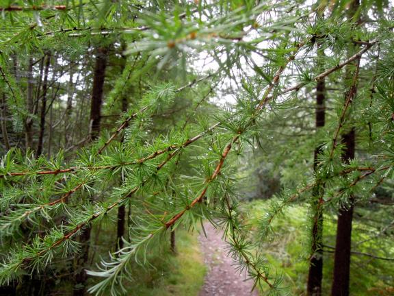 Evergreen branches over the trail