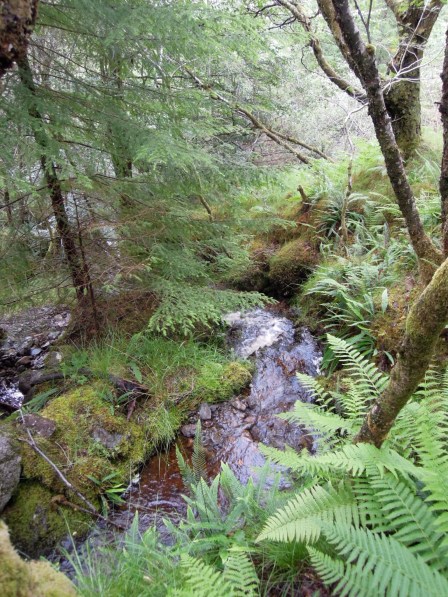 There were little streams everywhere