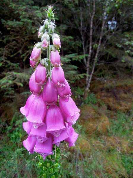 Pinkish foxgloves